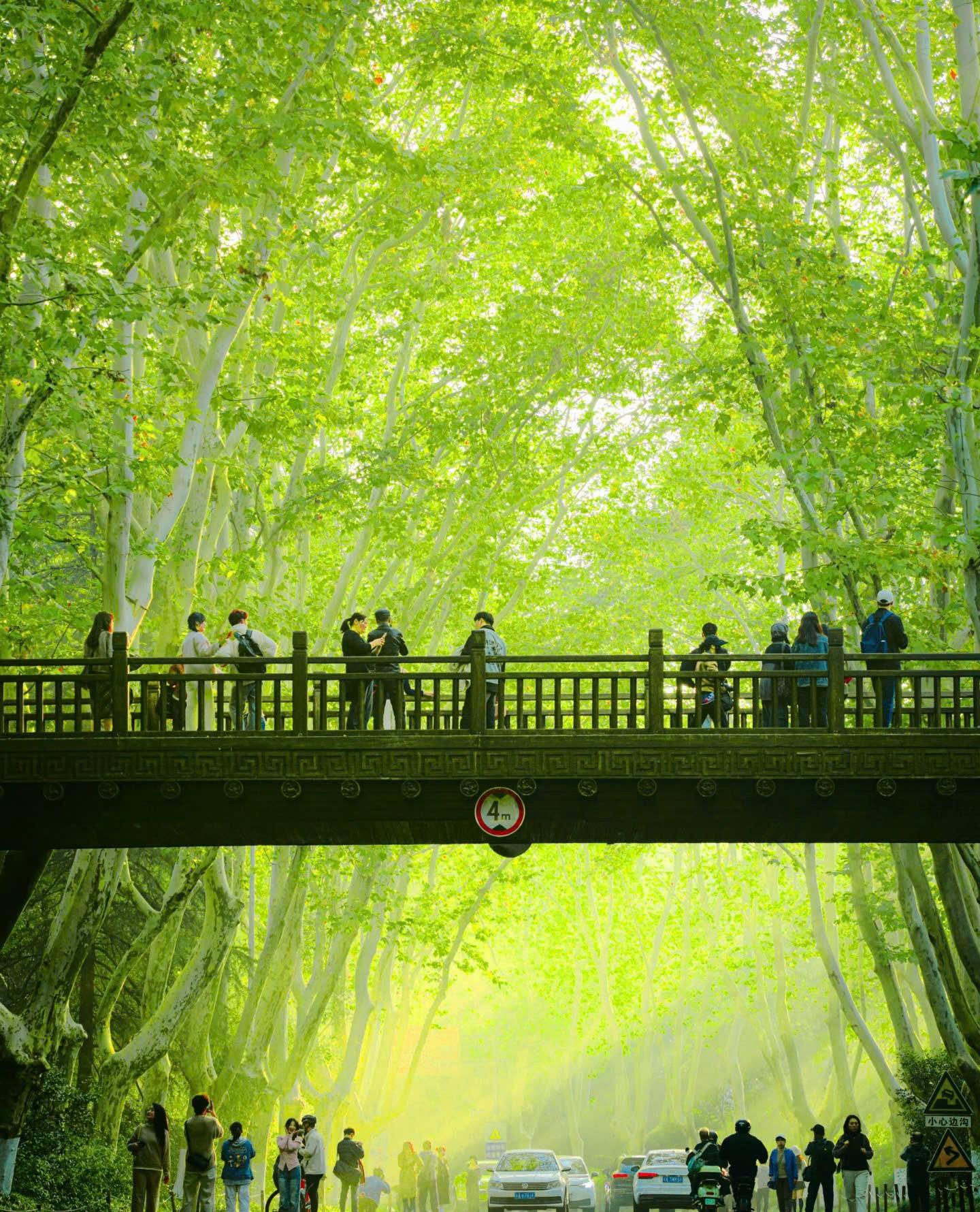 Trung Quốc: Thượng Hải Mono - Ngủ 1 đêm Ô Trấn - Nam Kinh - No Shopping